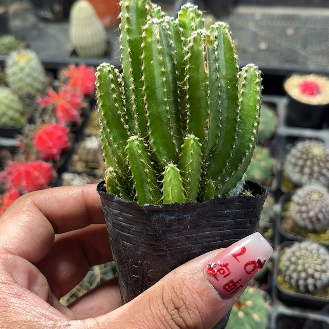 万重山群生单头发货