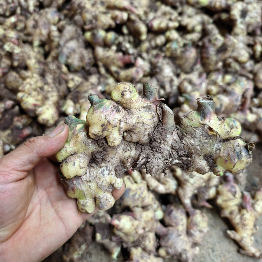 云南高山农户种植现挖新鲜黄姜
