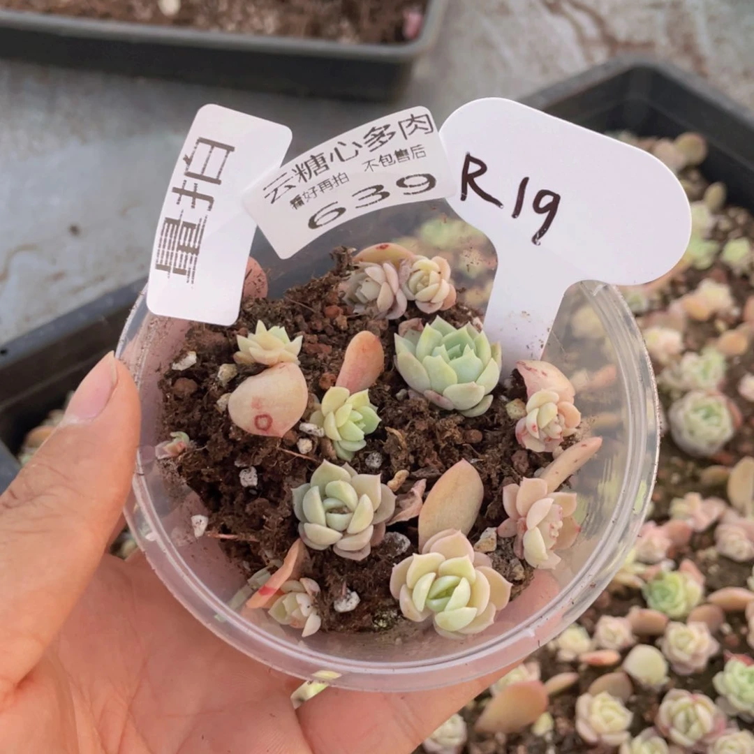 云糖心多肉植物639