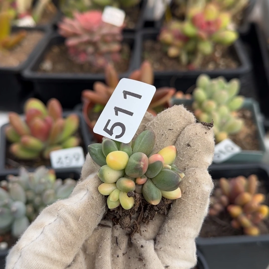 511号一物一拍一物一拍一物一拍