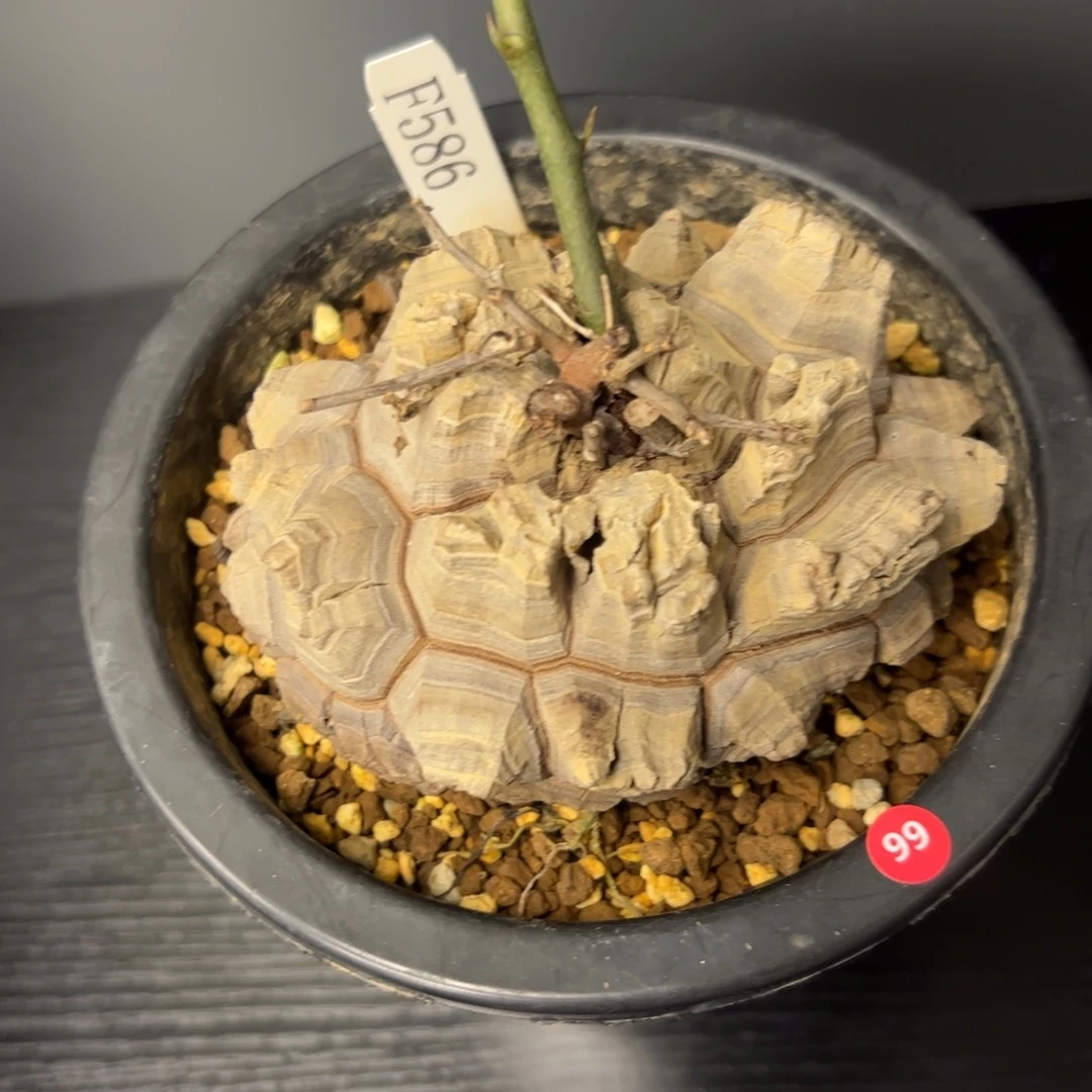 精品盆栽养定龟甲龙99号