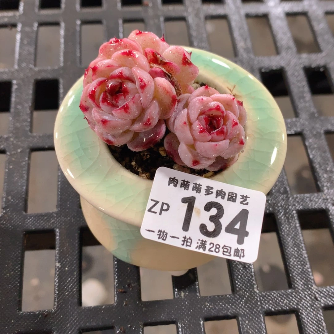 肉萌萌拇指盆精控多肉ZP134