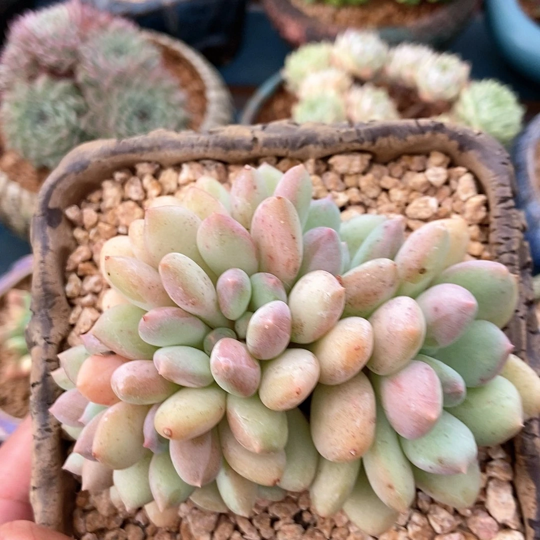 【闪购商品】芙丽朵缀