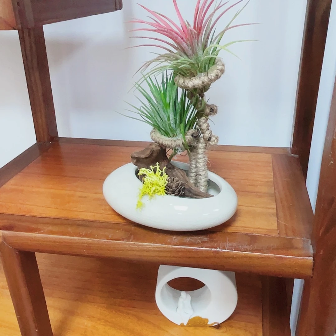 完全开放高端盆景一物一拍