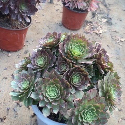 万黄锦多肉植物046