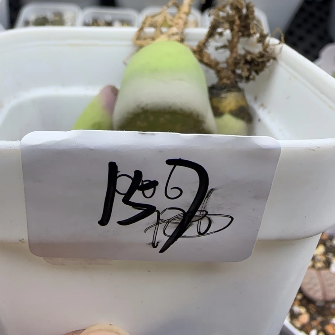 157盲盒清框福利30包邮