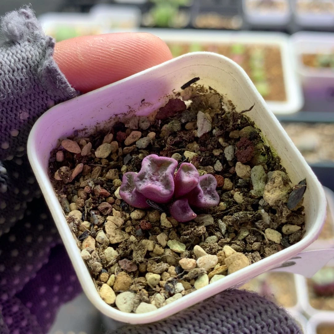 436紫方碗母本一颗