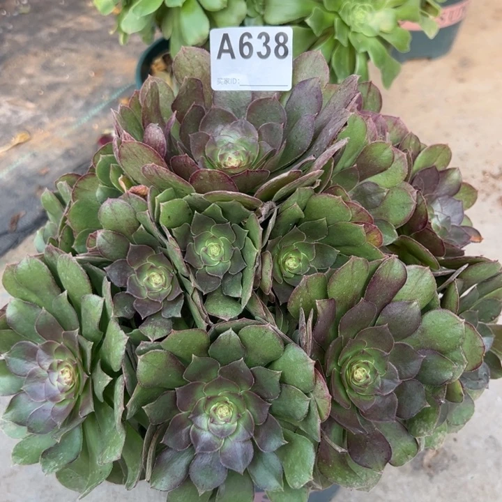 638万圣节25厘米左右