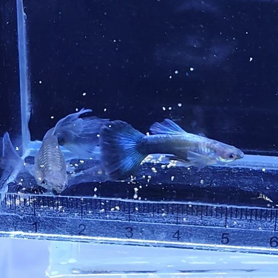 孔雀鱼20蓝礼服绒球一对