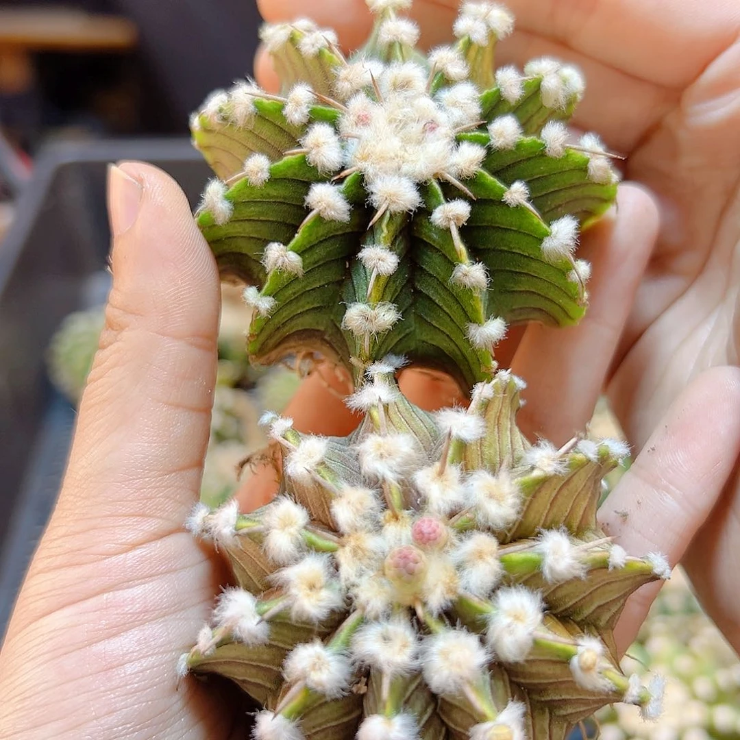 泰系实生大尤勒骨牡丹5公分1颗