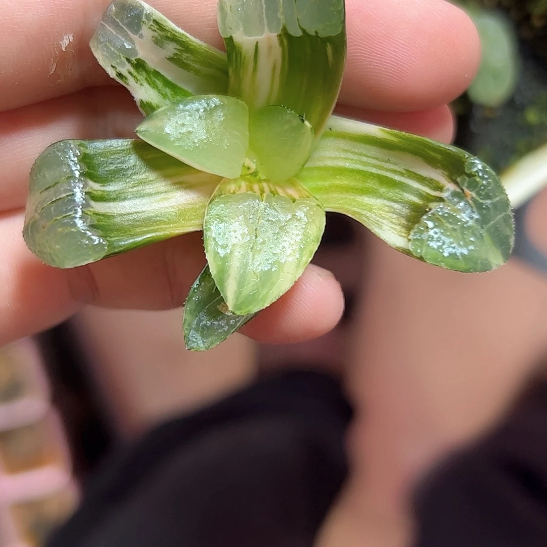 552日月潭无菌锦十二卷多肉