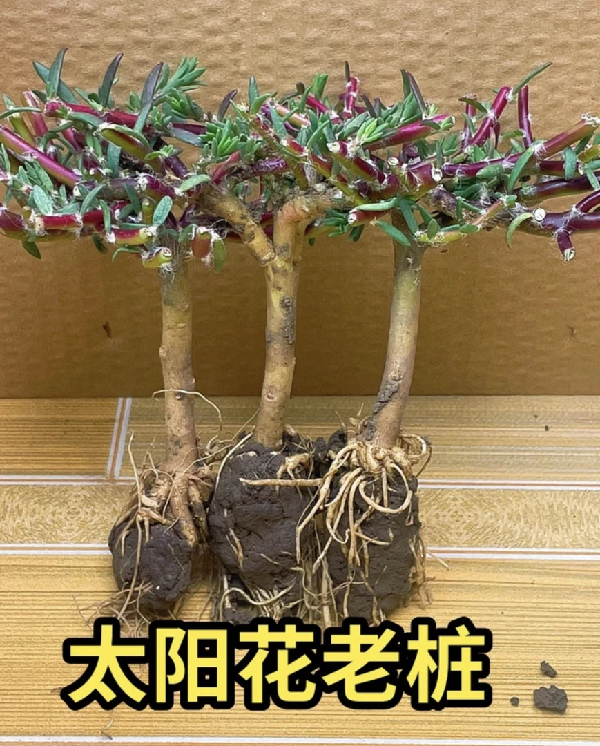 【太阳花老桩】牡丹玫红王重瓣太阳花老桩 宿根多年生品种耐热