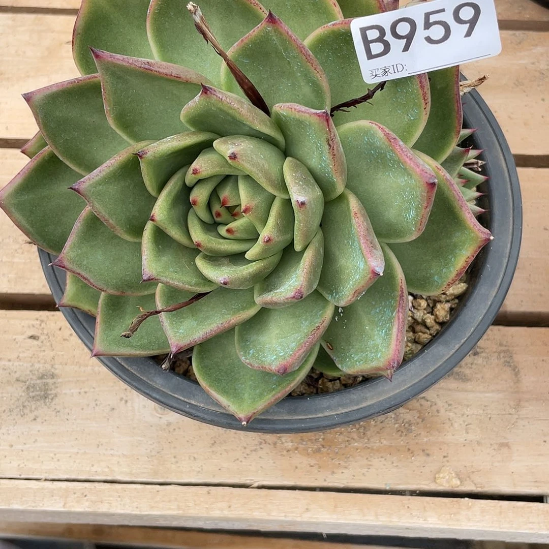 若如东云单拍B959