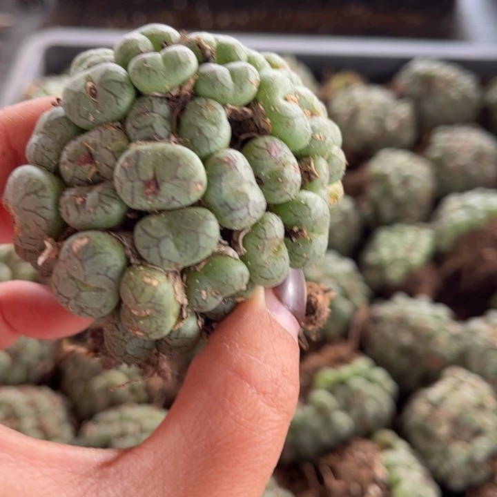 一颗猴脸群8888888888888