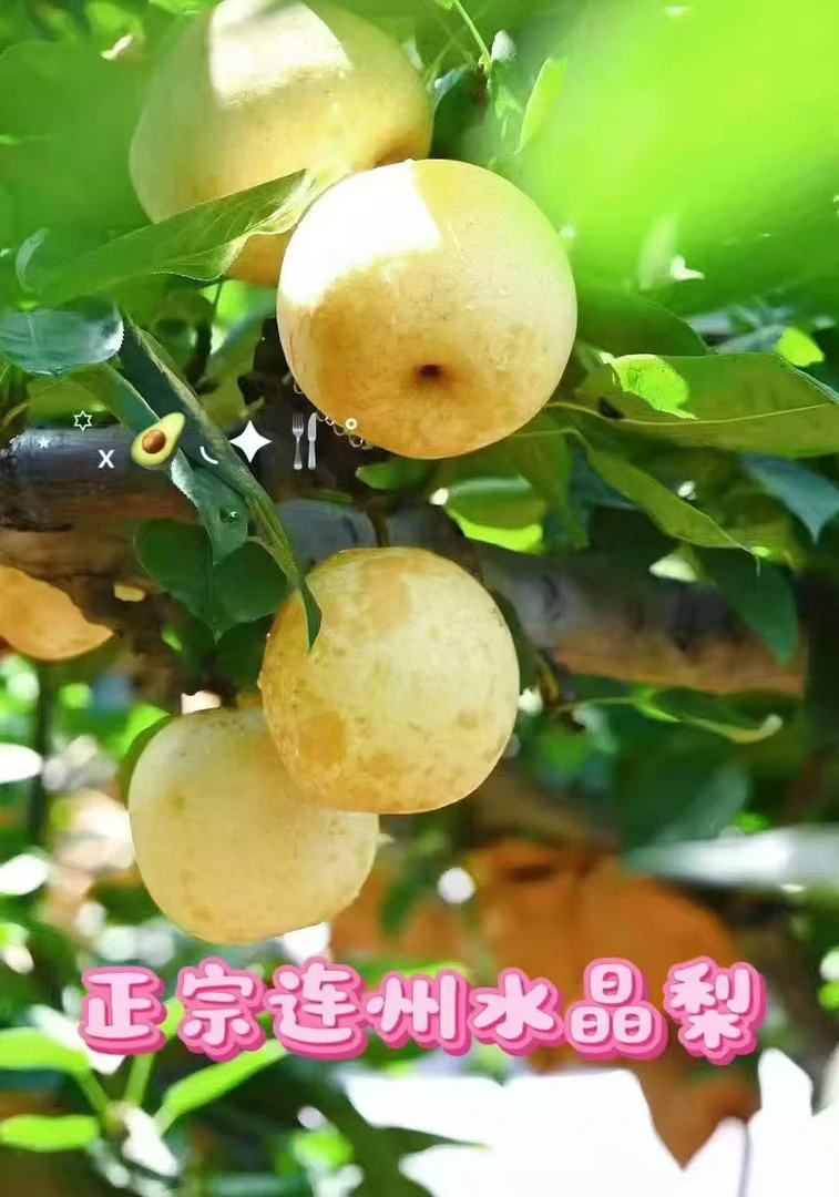 潭岭正宗水晶梨果园发货
