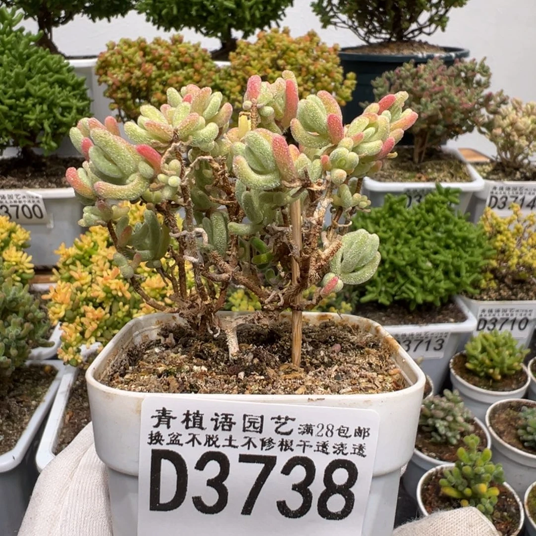 d3738橙叶白锦可练手