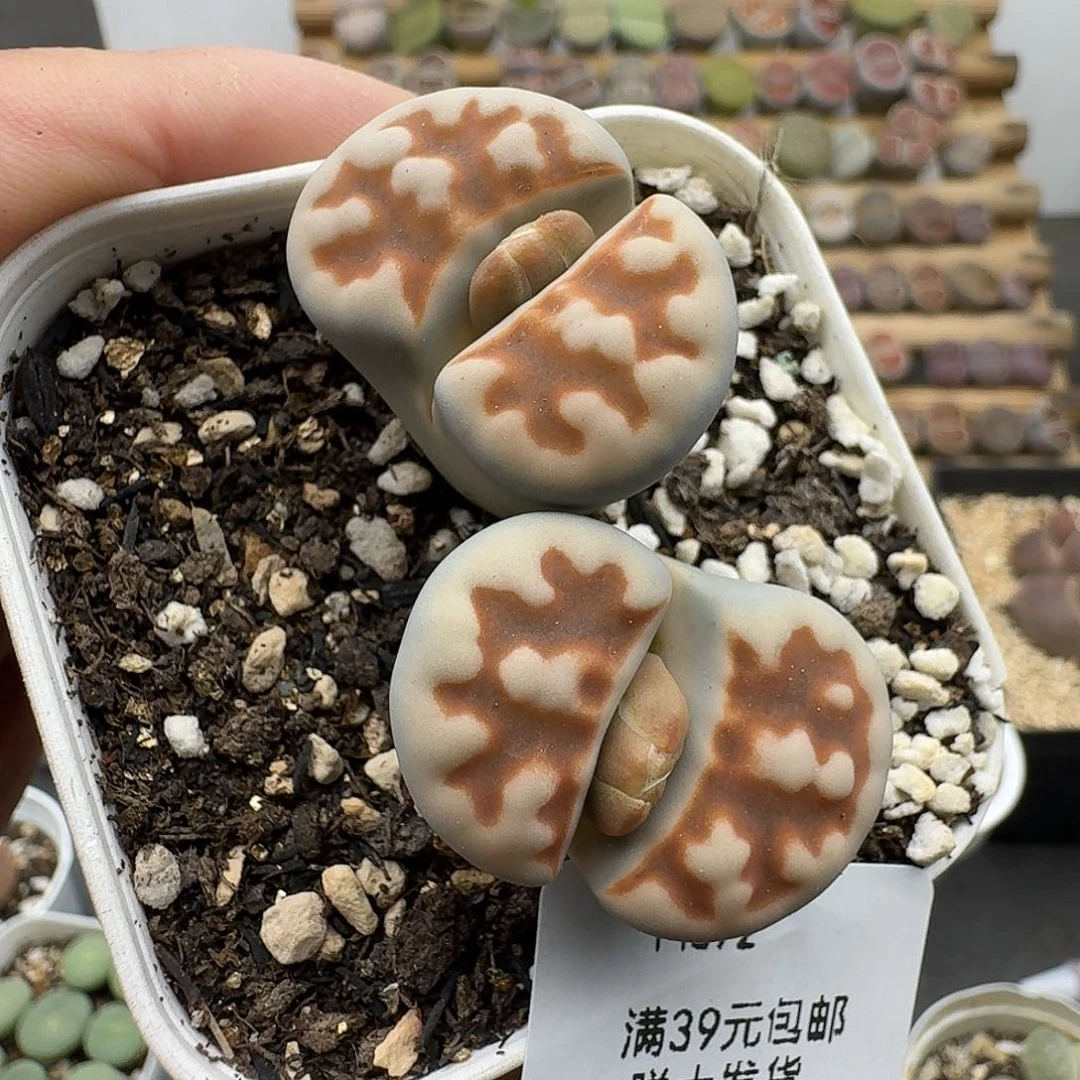 372多肉哈哈哈哈哈哈哈哈