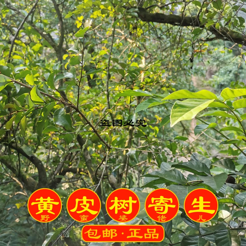黄皮树寄生茶 黄皮木寄生 煲猪肚煲汤煲水当茶饮 干品500克包邮
