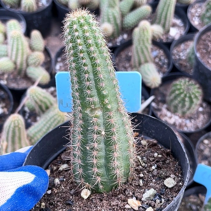 白檀自根活动0.01元