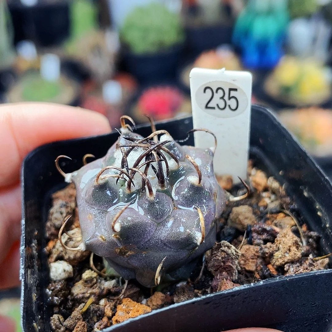 非偏远地区满25包邮仙人球