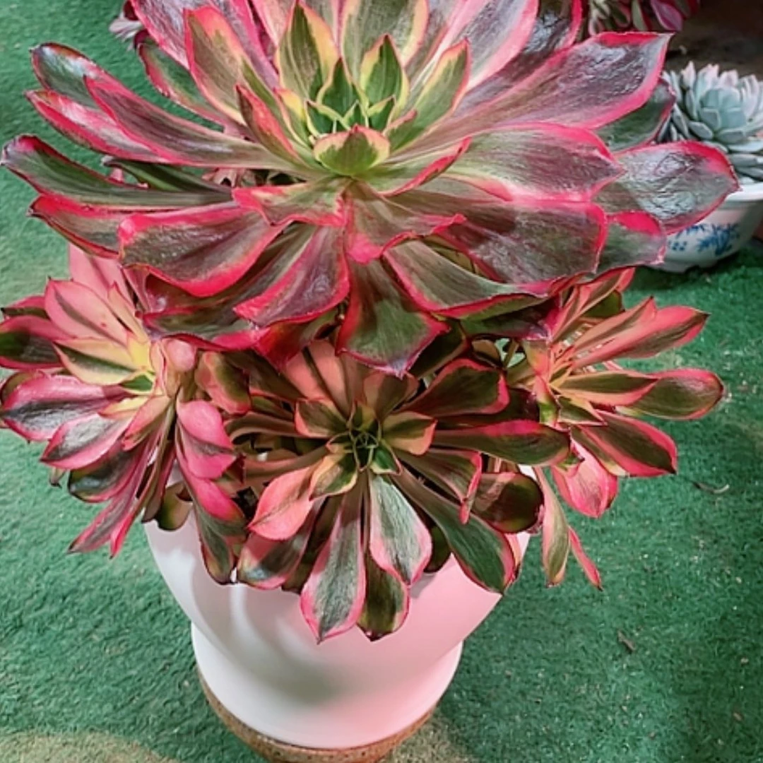 【闪购商品】法师好看也好养