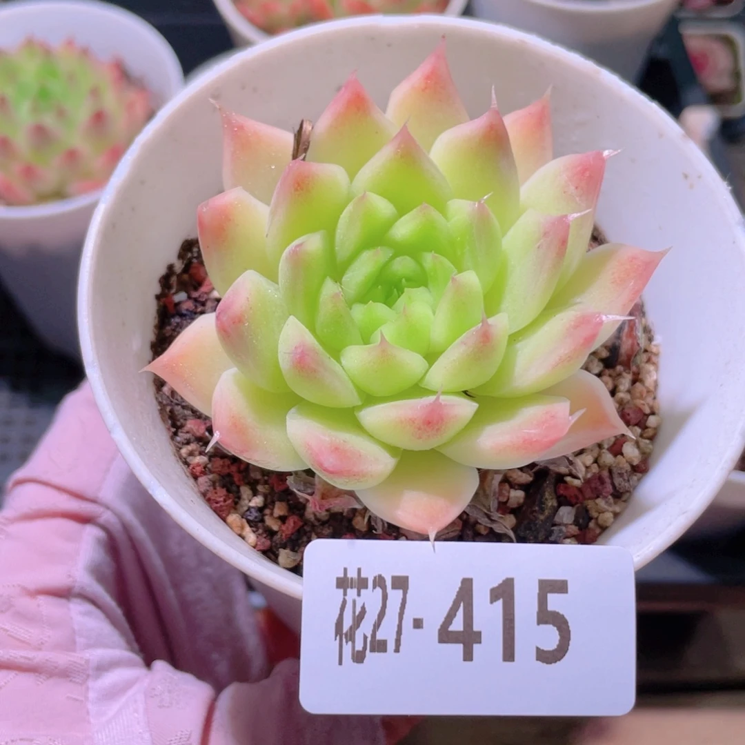 花利美27-415麦秆