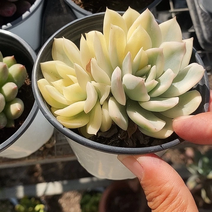 月亮仙子景23556890”l m m