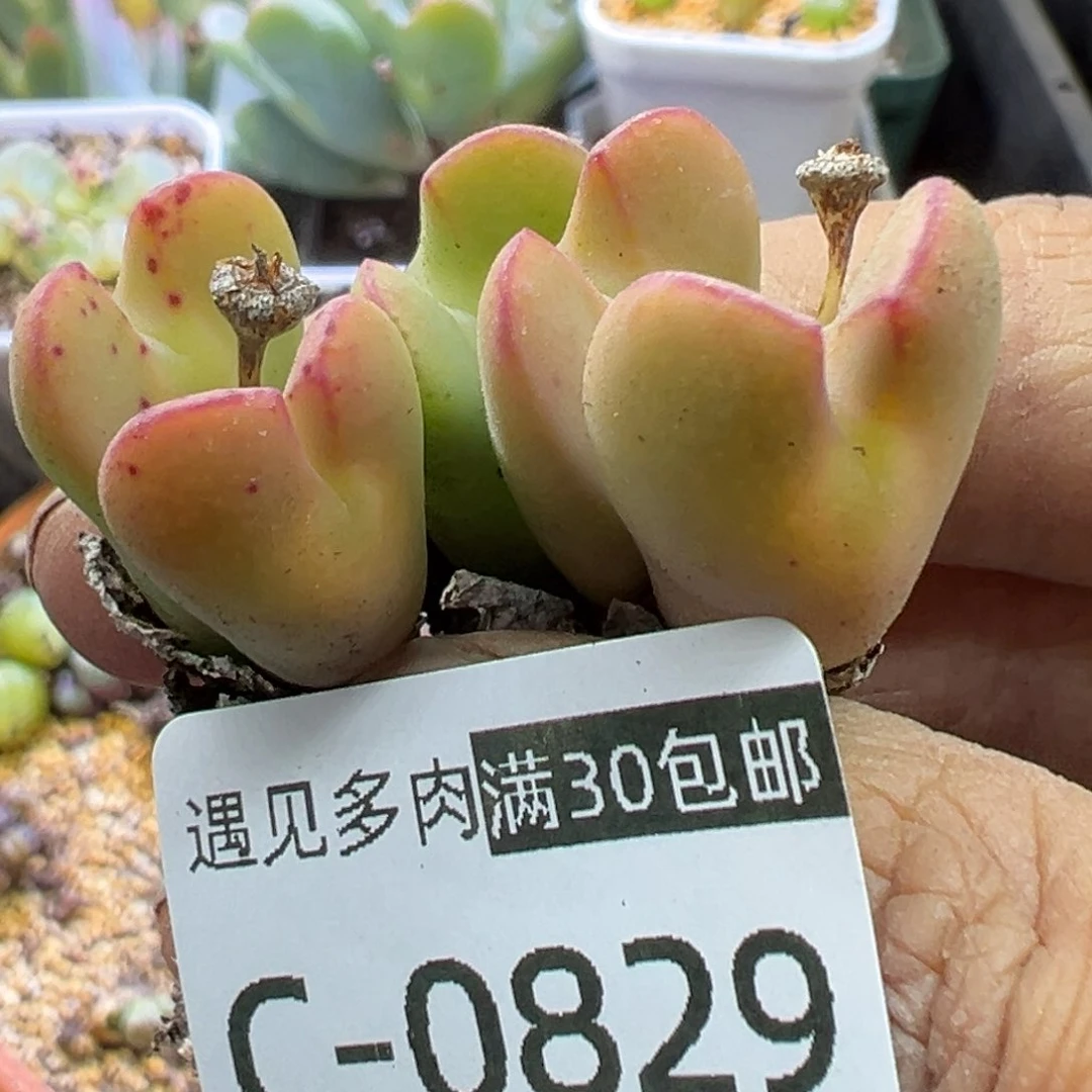 多肉植物1111111111111111