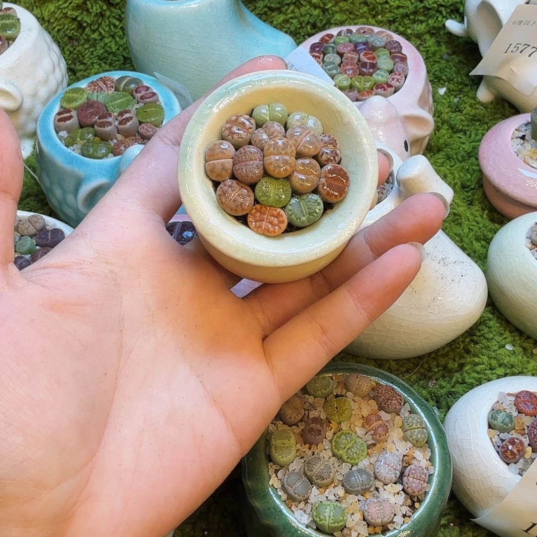 多肉植物和植物等植物1593