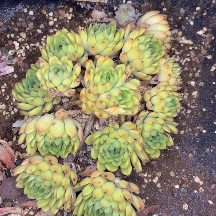 无花朵小****友友家多肉一物一拍