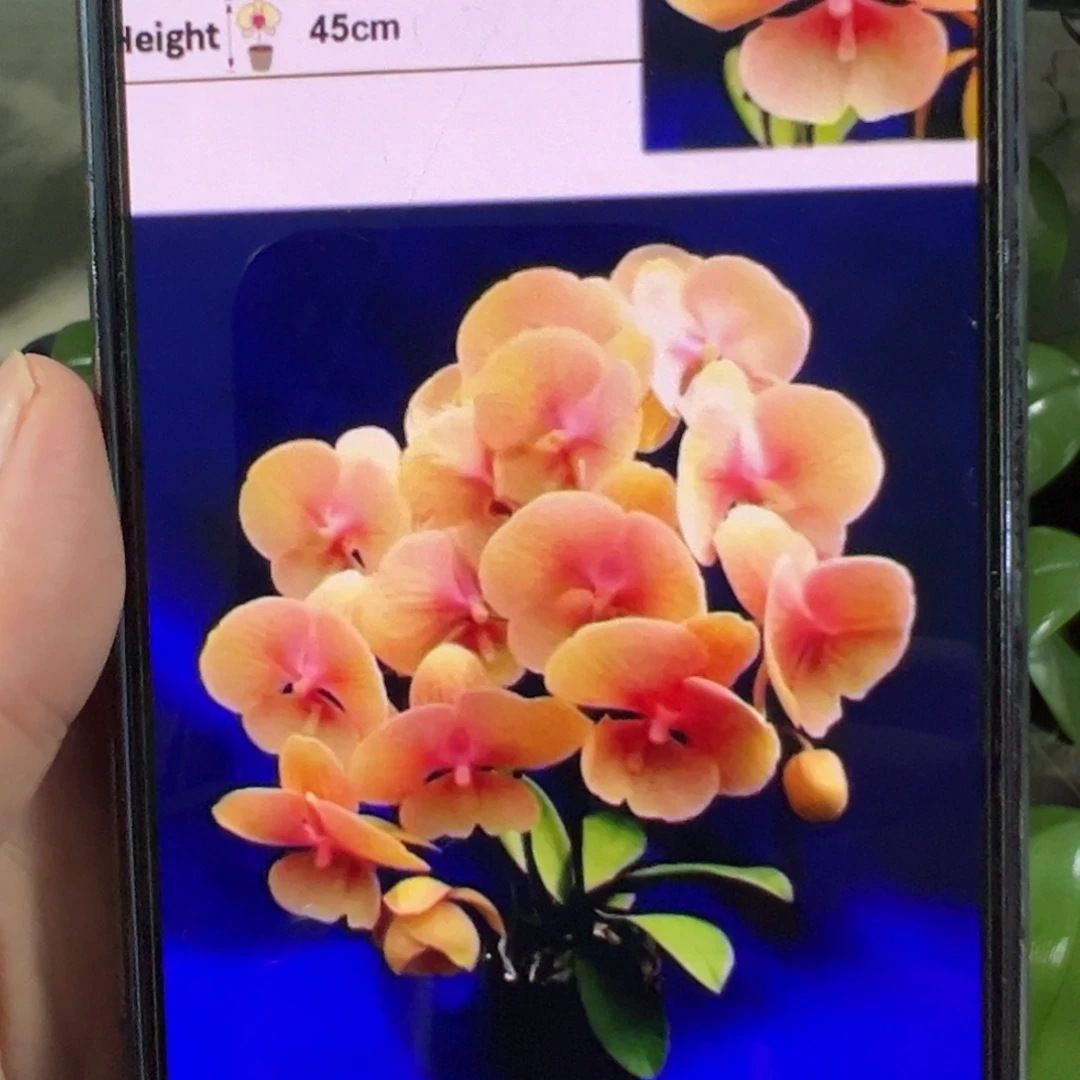 当前无花栽培后可以开花黄金面包凑单发货