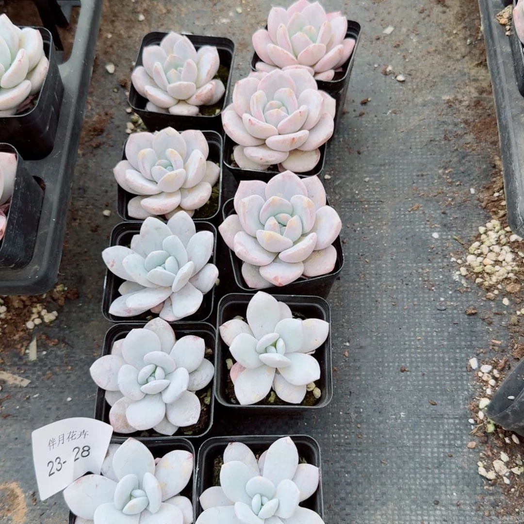 23-28奶盖雪莲各五颗量拍右六