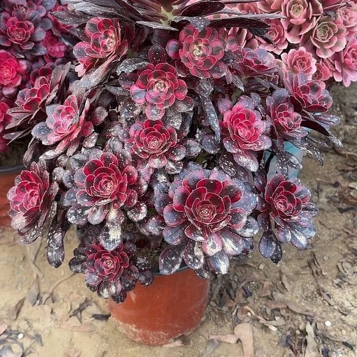 多肉植物法师丽娜8