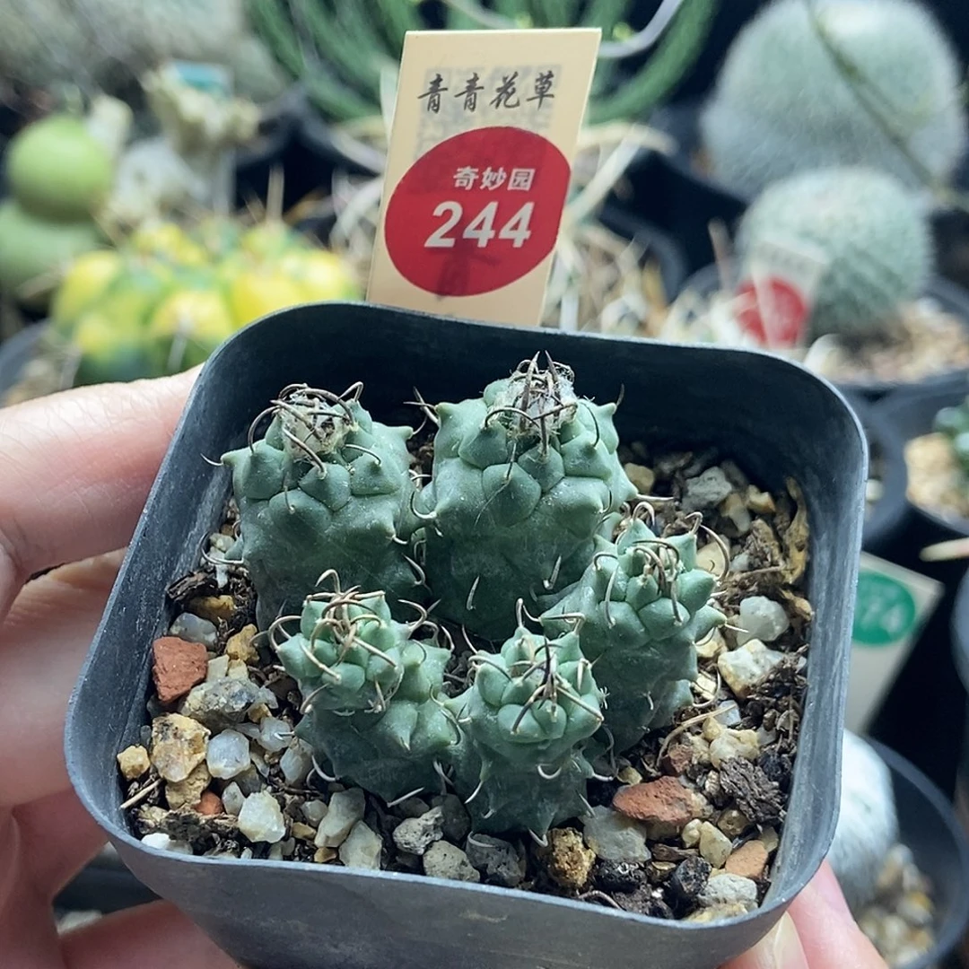 实生碳刺升云龙娇丽群有斑