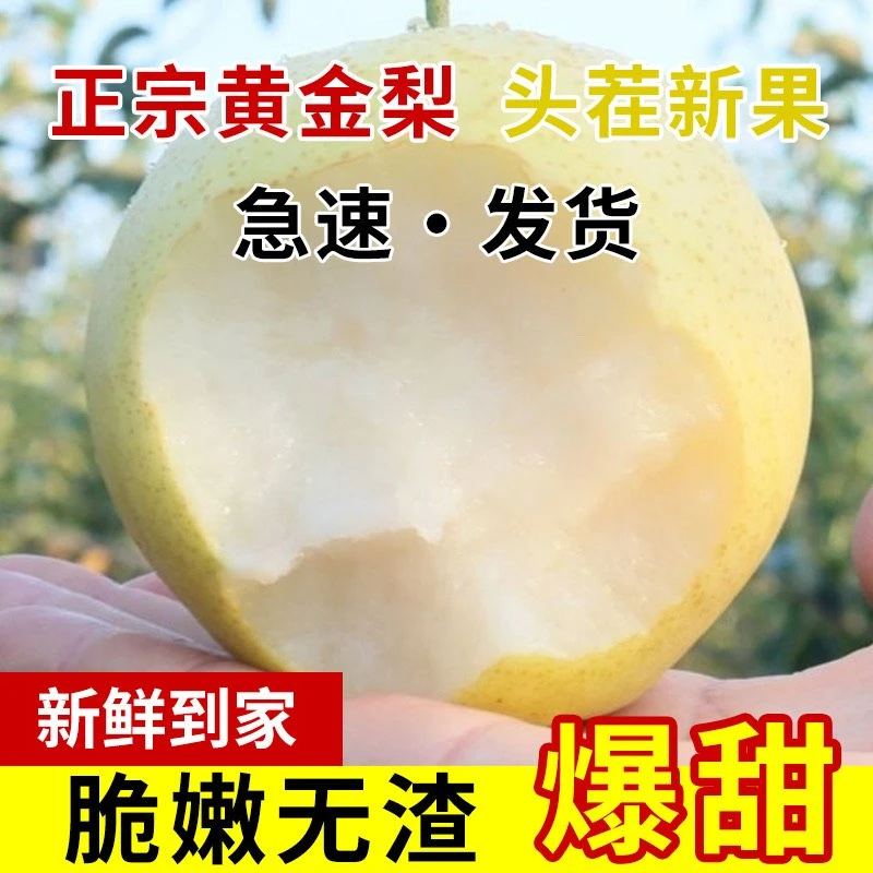 新鲜现摘黄金梨正宗产地直发皇冠梨酥脆多汁黄花梨皮薄肉厚