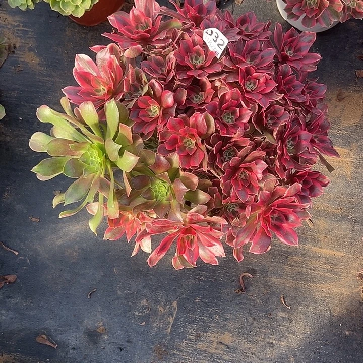 *****11.27-32女妖多肉植物1