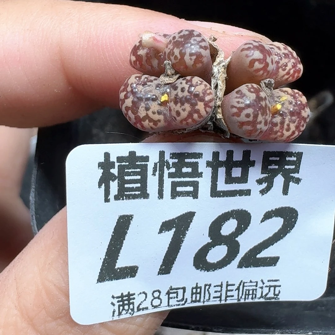 多肉植物的日子去