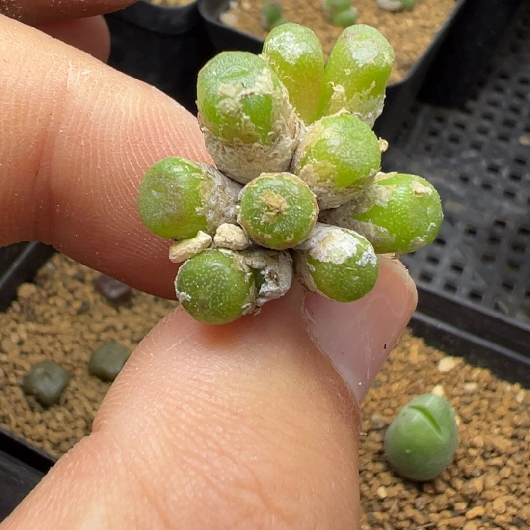 5-59蜜枣铜壶多肉植物