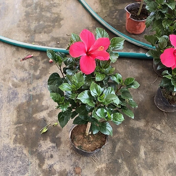 全部花苞单瓣枚粉，换盆无售后