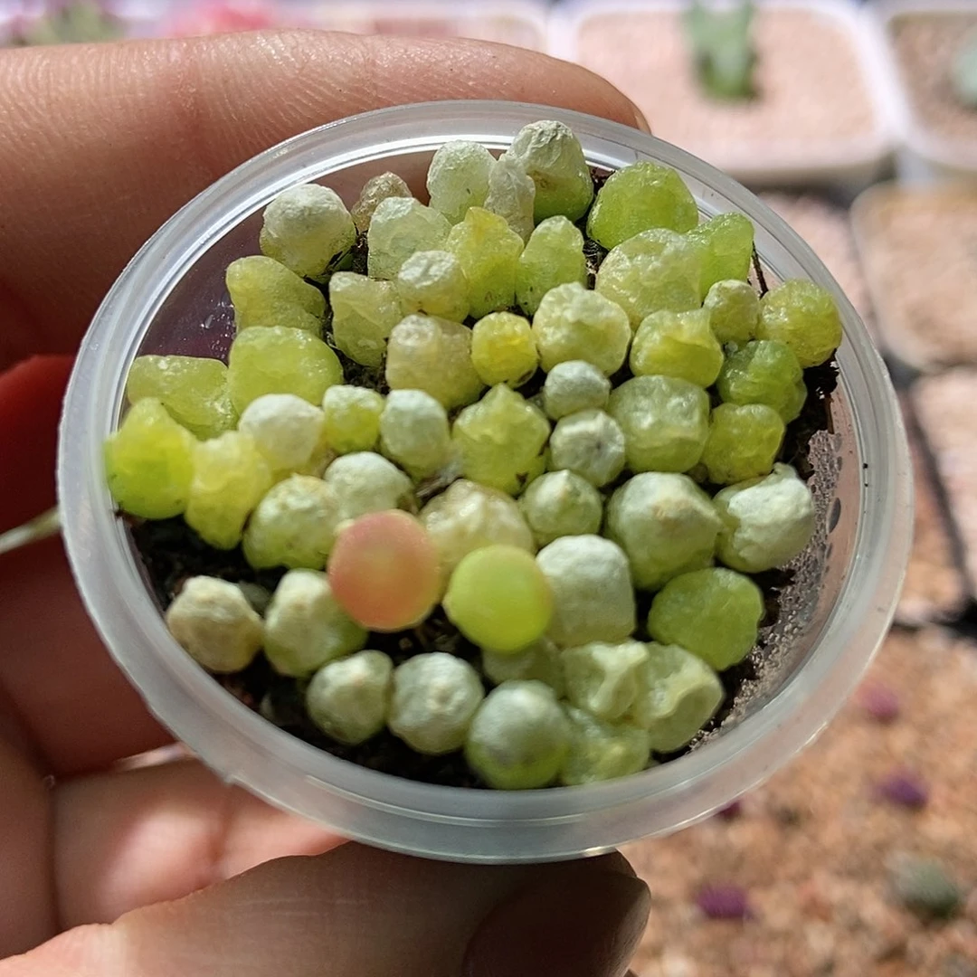 思*恨哈墨一盆包邮