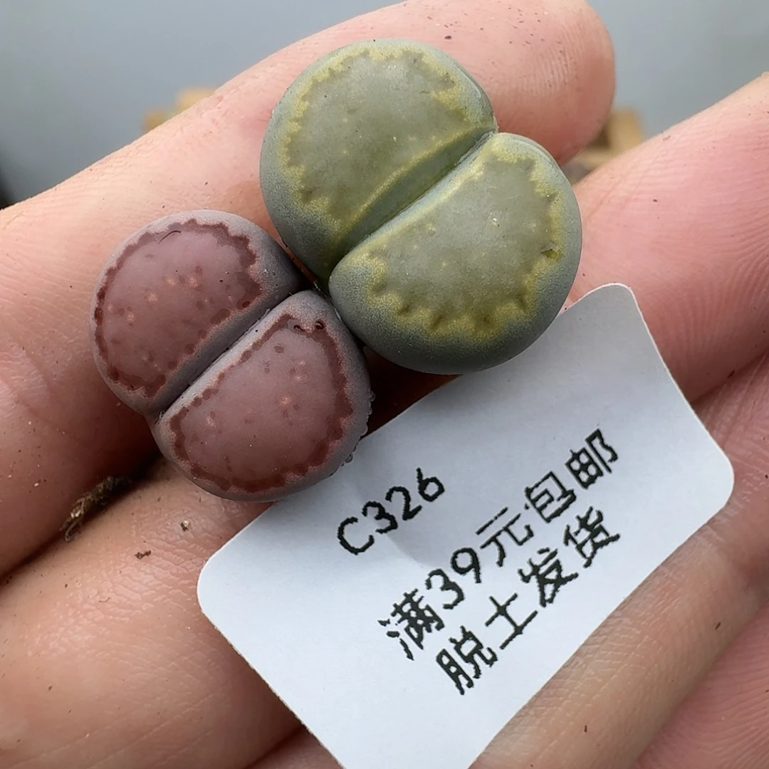 橘***儿326多肉哈哈哈哈哈哈哈