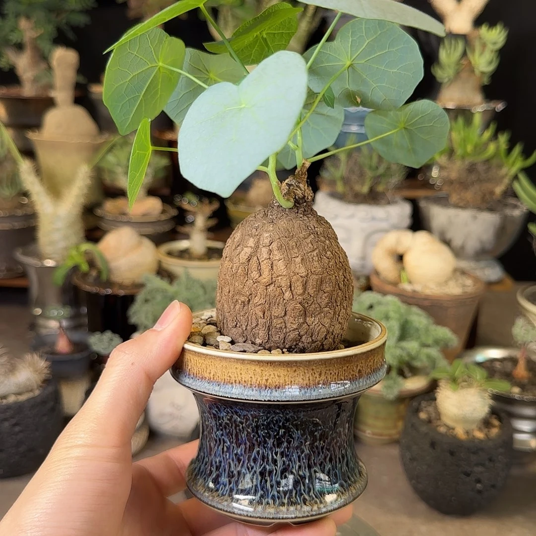 一物一拍老家龙甲龟230