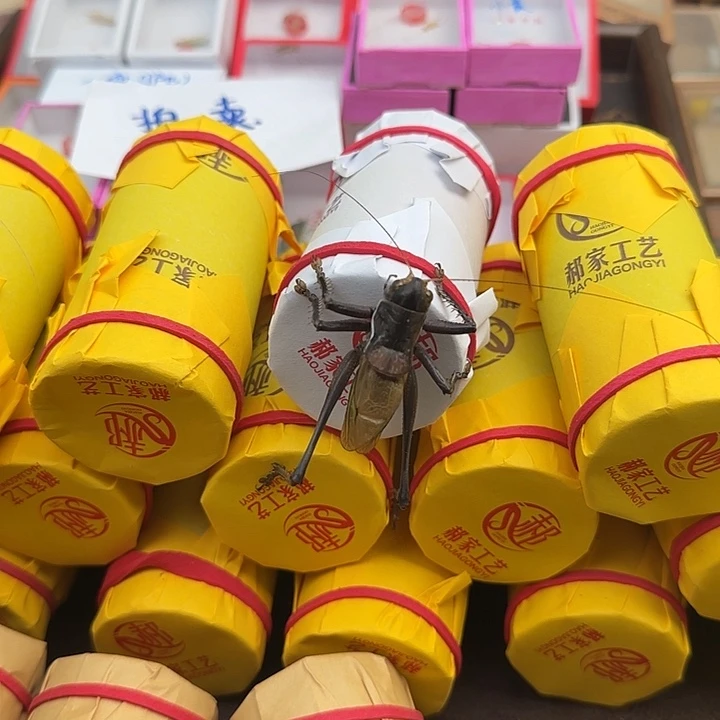 鸣虫虫具一个包邮