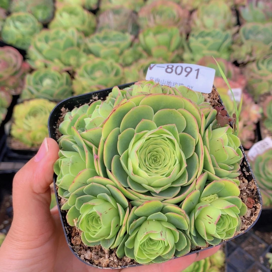 8091水蜜桃会掉侧芽