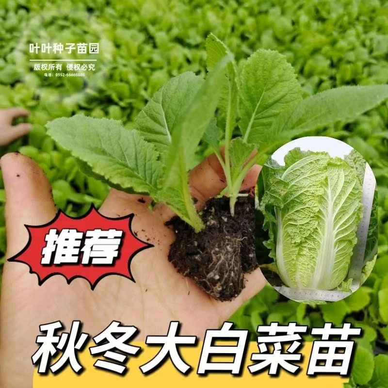 秋冬耐寒新鲜大白菜秧苗带土发货蔬菜秧苗