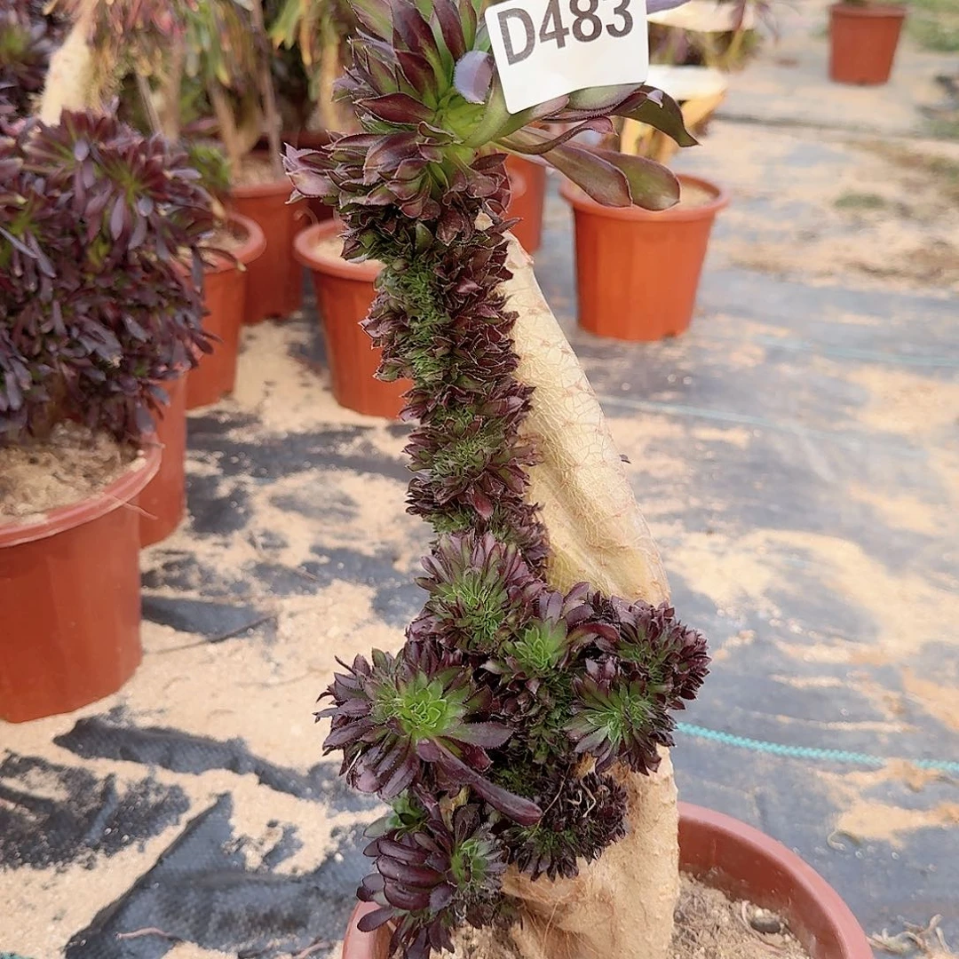 483黑法师一颗呀呀