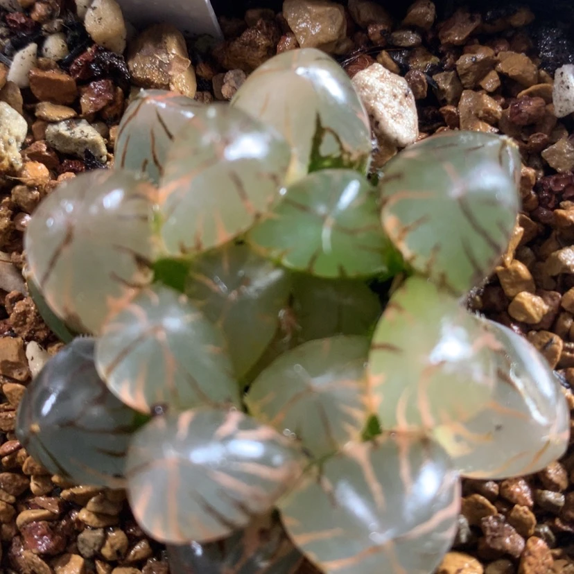 【闪购商品】34龙爪
