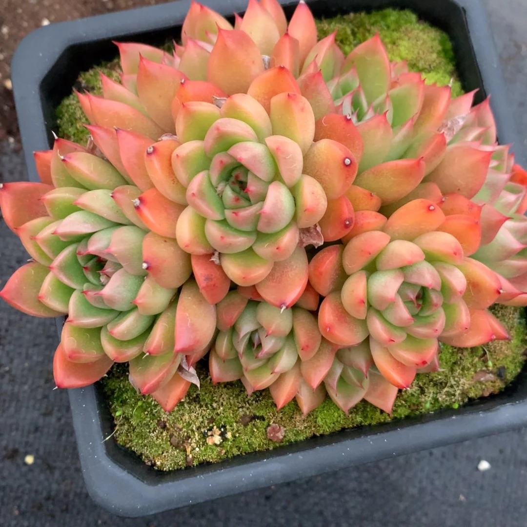 2294杂交多肉植物