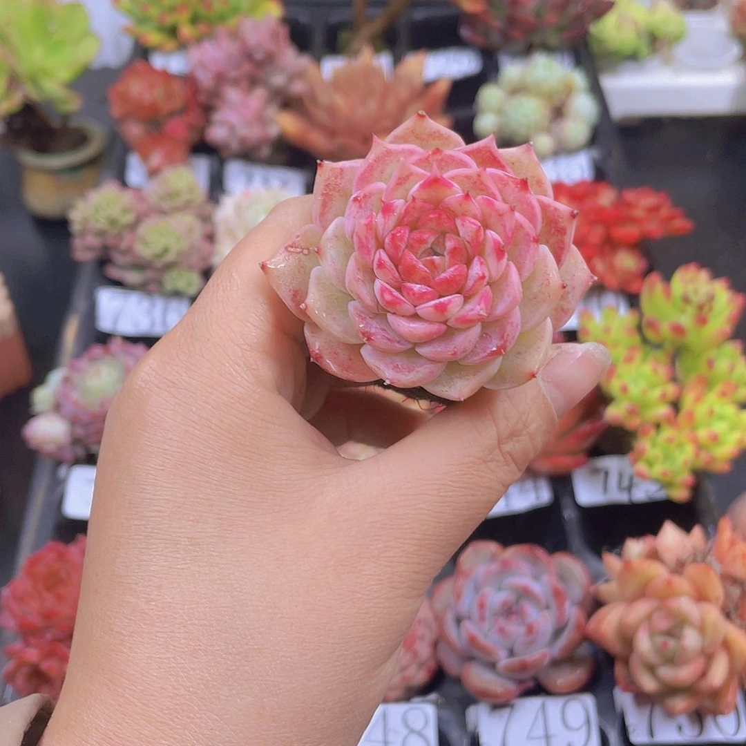 多肉无土栽培多肉植物