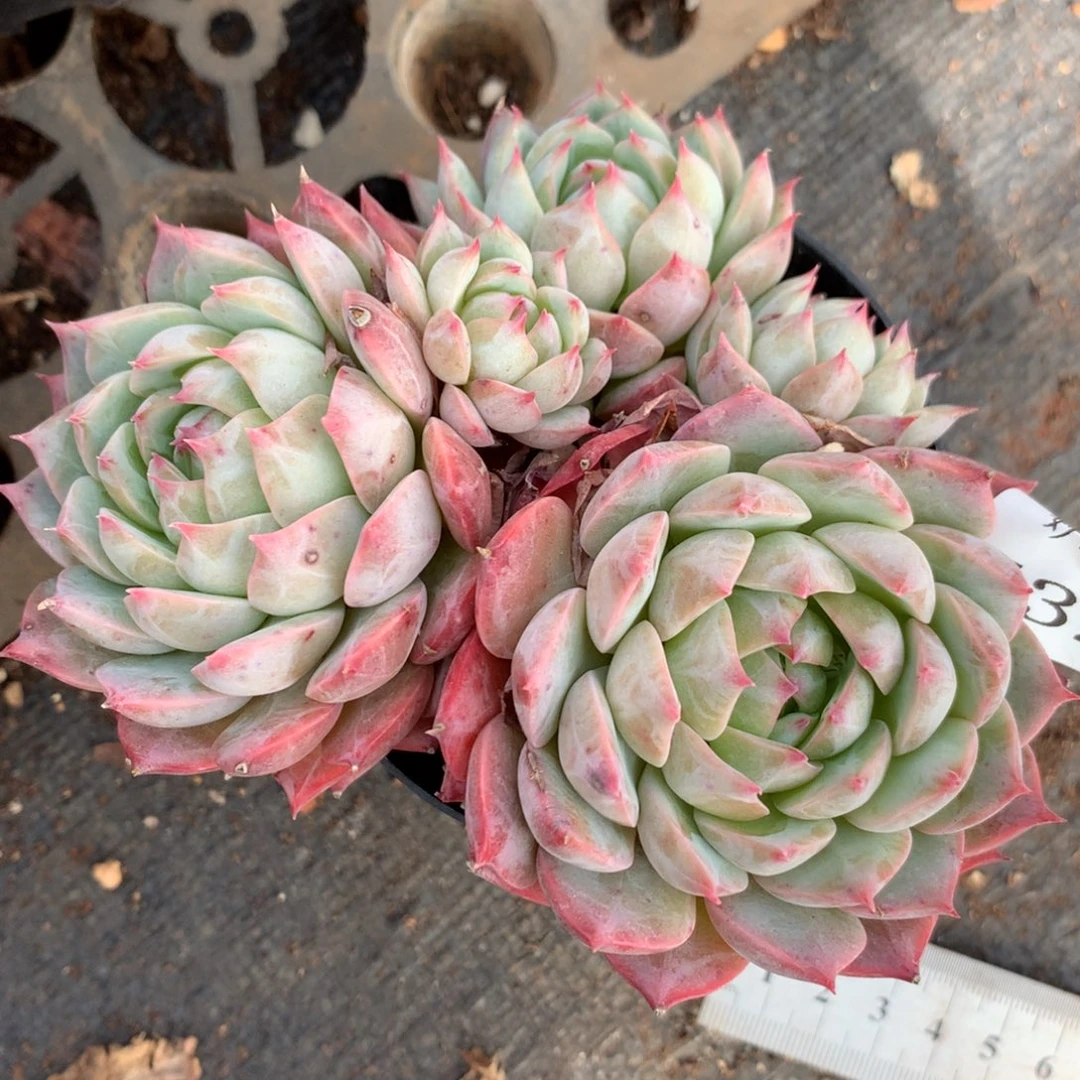 7329杂交多肉老桩